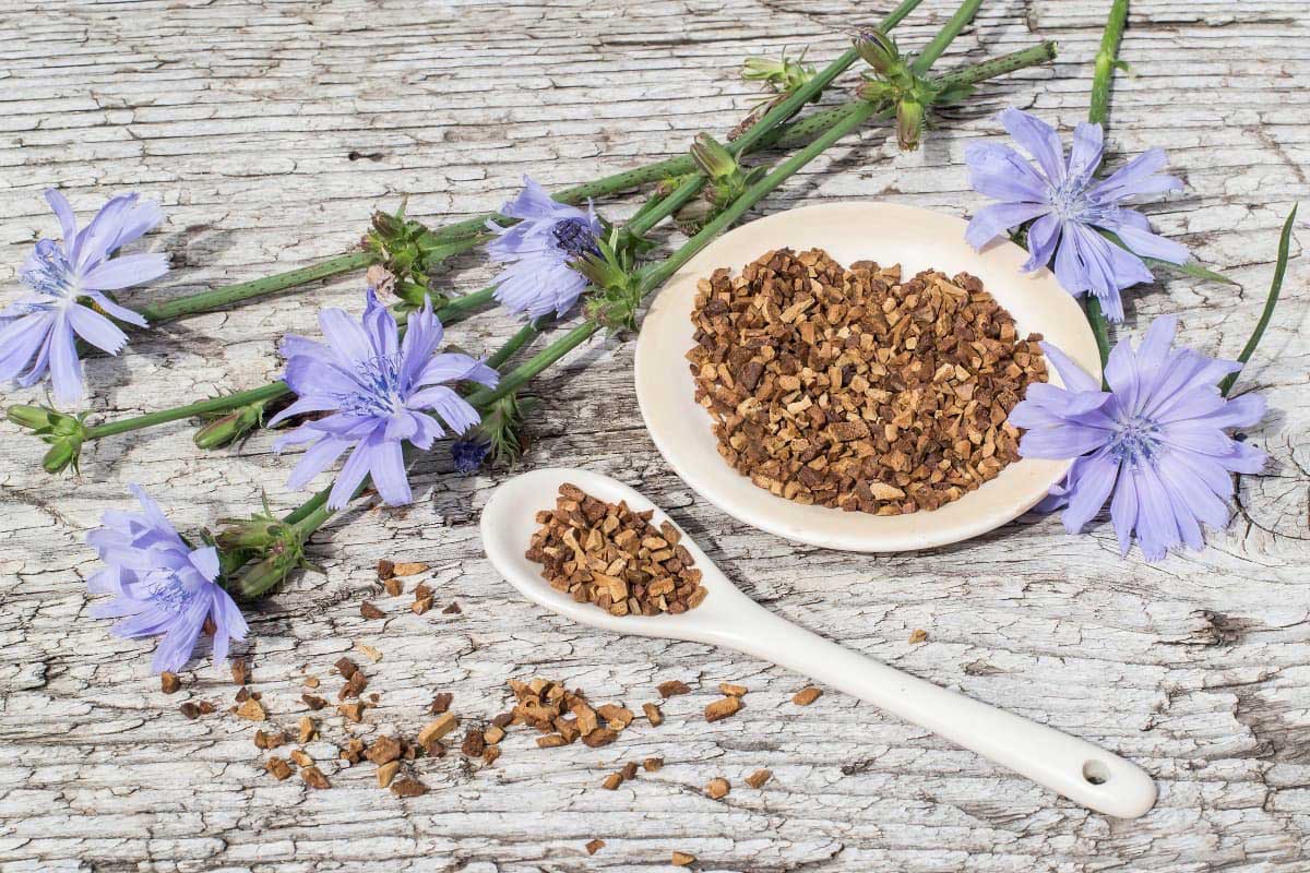 What is Chicory for Dogs and Can They Eat It